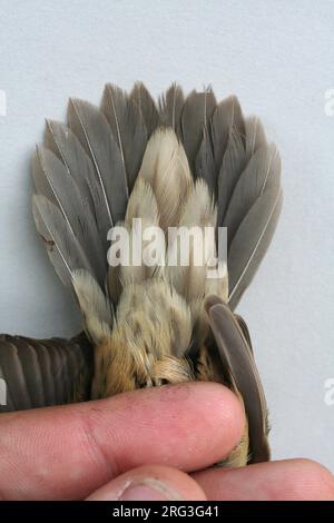 In den Niederlanden gefangener Grasshopper Warbler (Locustella naevia) im ersten Winter. Wird unter den Heckabdeckungen angezeigt. Stockfoto