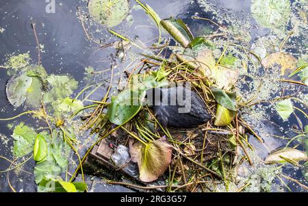Züchtung von eurasischem Coot Stockfoto