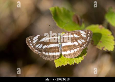 Common Glider (Neptis sappho) nahm die 14/08/2022 in Zagreb - Kroatien Stockfoto