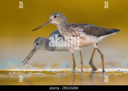 Zwei gemeine Greenshanks (Tringa nebularia), die während der Frühherbstwanderung in Italien im seichten Süßwasserpool stehen. Stockfoto