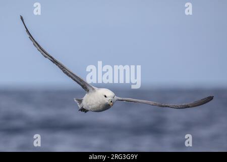 Nördlicher Fulmar (Fulmarus glacialis), der gegen das Meer und den Himmel fliegt und einen blauen Hintergrund erzeugt, in der Bretagne, Frankreich. Stockfoto