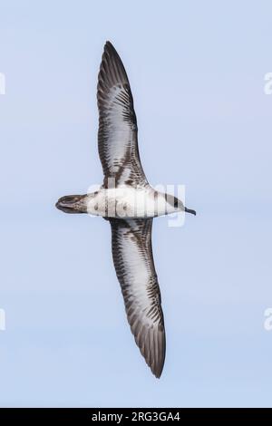 Großer Steinwasserflug (Ardenna gravis), mit Thesky als Hintergrund, in der Bretagne, Frankreich. Stockfoto