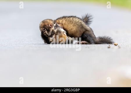 Kämpfe zwischen zwei männlichen einheimischen Frettchen (Mustela putorius furo) in Salto do Cavaiho, Sao Miguel, Azoren. Stockfoto