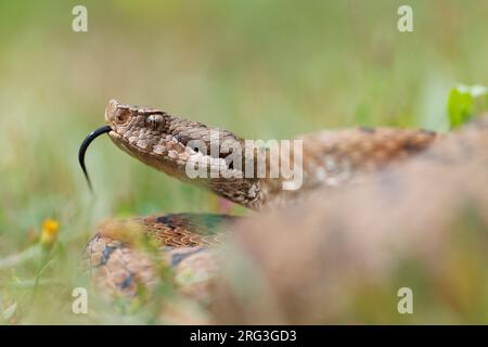 ASP Viper (Vipera aspis aspis) nahm die 13/08/2021 in Le Mans, Frankreich. Stockfoto