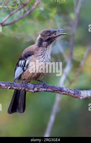 New Caledonian Friarbird, Philemon diemenensis, auf Neukaledonien, im südwestlichen Pazifik. Stockfoto