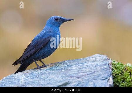 Erwachsener männlicher Blue Rock Thrush (Monticola solitarius) in Italien. Stockfoto