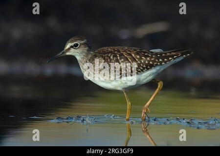 Wood Sandpiper (Tringa glareola), Jungvögel waten in flachem Wasser, dunkler Hintergrund. Stockfoto