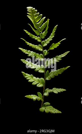 Schamkammfarn, Dryopteris cristata Stockfoto