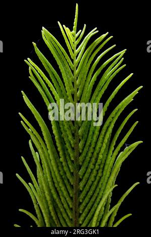 Sporentragende fruchtbare Fronten eines Straußenfarns Stockfoto