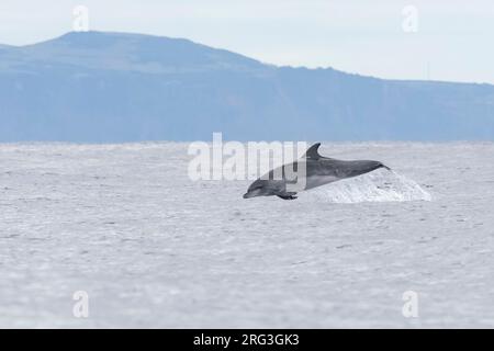 Tümmler (Tursiops truncatus), der von Pico, Azoren, Portugal abspringt. Stockfoto