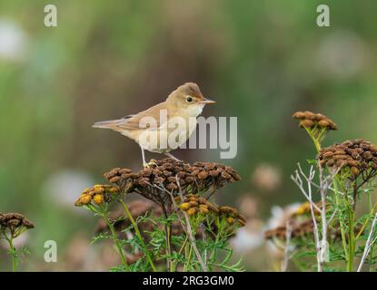 Junger, im ersten Jahr auf Kräuterzweigen sitzender Eurasischer Reed Warbler (Acrocephalus scirpaceus) Stockfoto