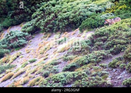 Der iberische Wolf (Canis lupus signatus) in Spanien Stockfoto