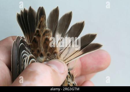 Whinchat (Saxicola rubetra), in den Niederlanden gefangen. Stockfoto