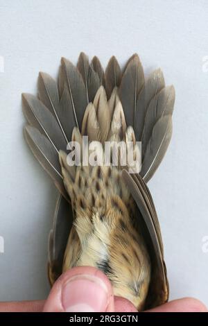 In den Niederlanden gefangener Grasshopper Warbler (Locustella naevia) im ersten Winter. Wird unter den Heckabdeckungen angezeigt. Stockfoto