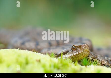 ASP Viper (Vipera aspis aspis) nahm die 13/08/2021 in Le Mans, Frankreich. Stockfoto