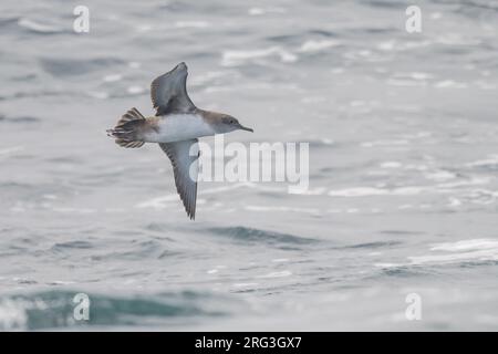 Balearische Schererde (Puffinus mauretanicus) fliegen, mit dem Meer als Hintergrund. Stockfoto