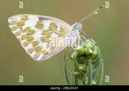 Ostbad Weiß (Pontia edusa), Seitenansicht eines Erwachsenen auf einer Pflanze, Kampanien, Italien Stockfoto