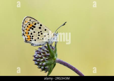 Weibliches Sooty Copper, das auf dem Teufelsbiss Scabious forscht Stockfoto