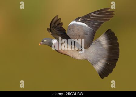 Ausgewachsene Wiesenholztaube (Columba palumbus) in Italien. Stockfoto