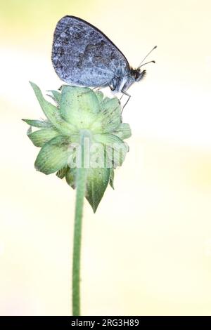 Schweizer Brassy Ringlet, Erebia tyndarus Stockfoto