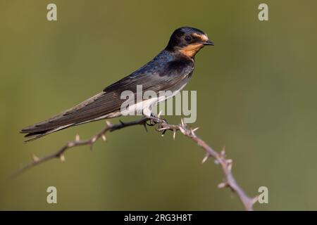 Scheunenschwalbe (Hirundo rustica) in Italien. Stockfoto