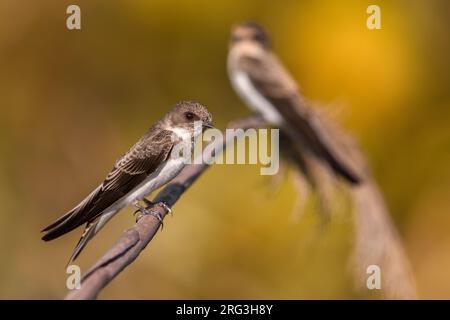 Sand Martin, Riparia Riparia, in Italien. Zwei Martins zusammen. Stockfoto