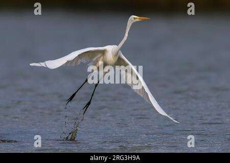 Grote Zilverreiger opvliegend, Silberreiher off-Einstellung Stockfoto