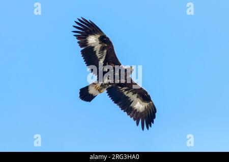 Goldener Adler (Aquila chrysaetos), Jugendlicher im Flug von unten gesehen, Kampanien, Italien Stockfoto