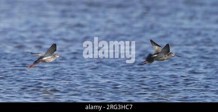 Gefleckter Rotschenkel (Tringa erythropus) im Flug in Falsterbo, Schweden. Stockfoto