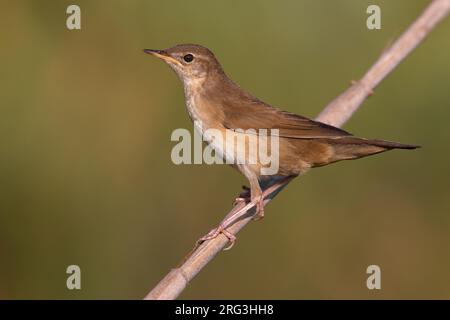 Savi's Warbler, Locustella luscinioides, in Italien. Hoch oben auf einem Zweig. Stockfoto