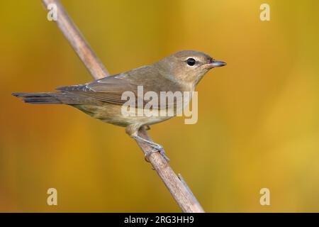 Garden Warbler, Sylvia Borin, in Italien. Stockfoto