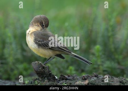 Westlicher Gelbschwanz (Motacilla flava), Jungvögel, die Rückenfedern fressen, einfarbgrüner Hintergrund, Finnland Stockfoto