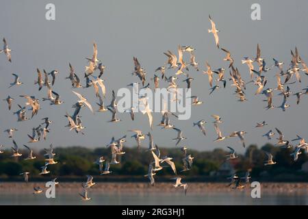 Brandseeschwalbe, Grote Stern, Sterna sandvicensis, Frankreich, mit Flußseeschwalben Stockfoto