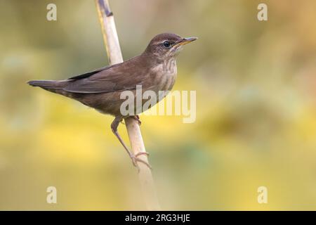 Savi's Warbler (Locustella luscinioides) auf einem Schilfstiel während der Herbstwanderung in einem Schilfbett in Italien. Stockfoto