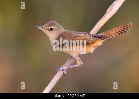 Großer Schilfrohrkrieger, Acrocephalus arundinaceus, in Italien. Hoch oben auf einem Zweig. Stockfoto