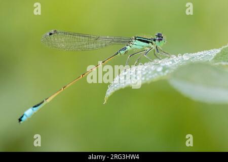 Blauschwänzige Damselfliege (Ischnura elegans), Seitenansicht eines jungen Männchens, das auf einem mit Tautropfen bedeckten Blatt thront, Kampanien, Italien Stockfoto