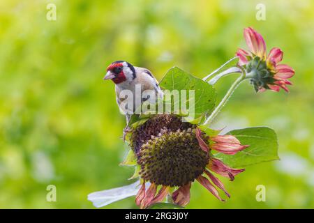 Europäischer Goldfinsch, Carduelis carduelis, Sonnenblumen-Erwachsener Stockfoto