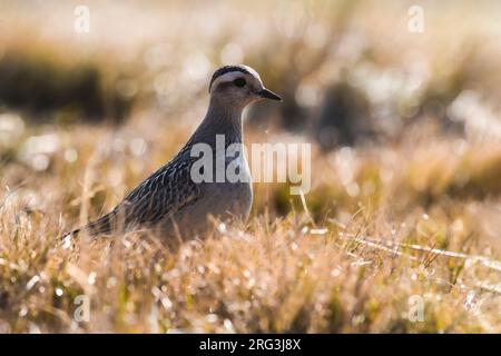 Der erste Winter des eurasischen Dotterels (Charadrius morinellus) in Italien während der Herbstmigration Stockfoto