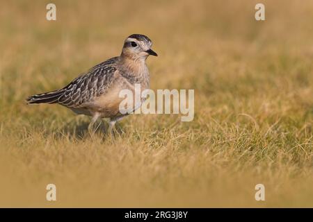 Der erste Winter des eurasischen Dotterels (Charadrius morinellus) in Italien während der Herbstmigration Stockfoto