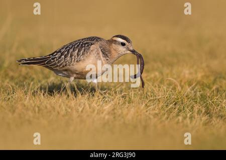 Der erste Winter des eurasischen Dotterels (Charadrius morinellus) in Italien während der Herbstmigration Stockfoto