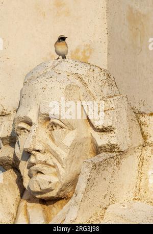 Herbstlicher männlicher Rattenläufer (Oenanthe pleschanka) während der Herbstwanderung in Kap Kaliakra, Bulgarien. Auf dem Kopf einer Statue. Stockfoto