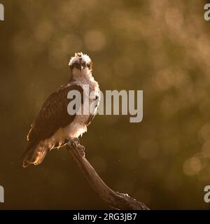 Osprey, Pandion haliaetus, Niederlande. Hoch oben mit Hintergrundbeleuchtung. Stockfoto