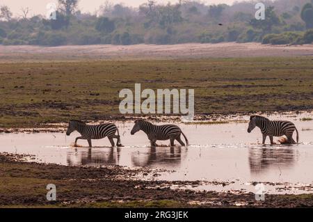 Eine kleine Gruppe gewöhnlicher Zebras, Equus quagga, die durch eine nasse und schlammige Landschaft wandern. Chobe National Park, Botswana. Stockfoto