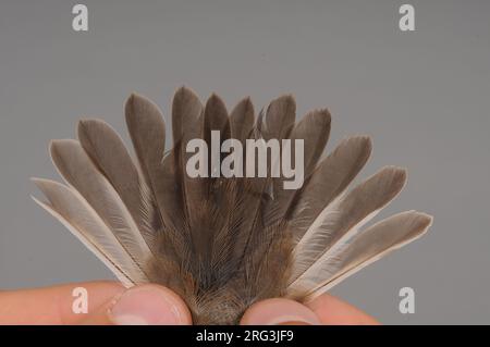 Erste Winterwinterin, weiblicher Rattenfänger (Ficedula hypoleuca), gefangen in der Ringstation des Ottenby-Vogelbeobachtungszentrums am südlichen Poin Stockfoto