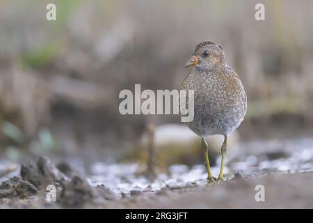 Gesichtet Crake (Porzana Porzana) mit dem Sumpf als Hintergrund. Stockfoto