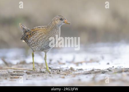 Gesichtet Crake (Porzana Porzana) mit dem Sumpf als Hintergrund. Stockfoto