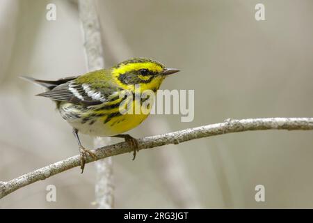 Der erste Winterwetter des männlichen Townsend's Warbler (Setophaga Townsendi) im San Luis Obispo County, Kalifornien, USA, während der Herbstmigration. Stockfoto