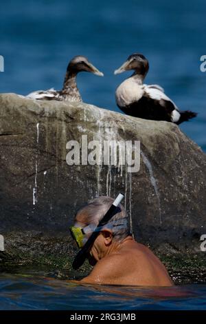 Eider in zit; Gemeinsame Eider gehockt Stockfoto
