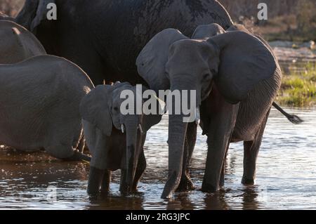 Zwei afrikanische Elefanten, Loxodonta africana, trinken. Mehr von der Herde in der Nähe. Okavango Delta, Botswana. Stockfoto