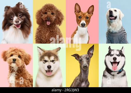 Verspielt. Collage aus Porträts glücklicher Hunde vor pastellfarbenem Hintergrund. Stockfoto